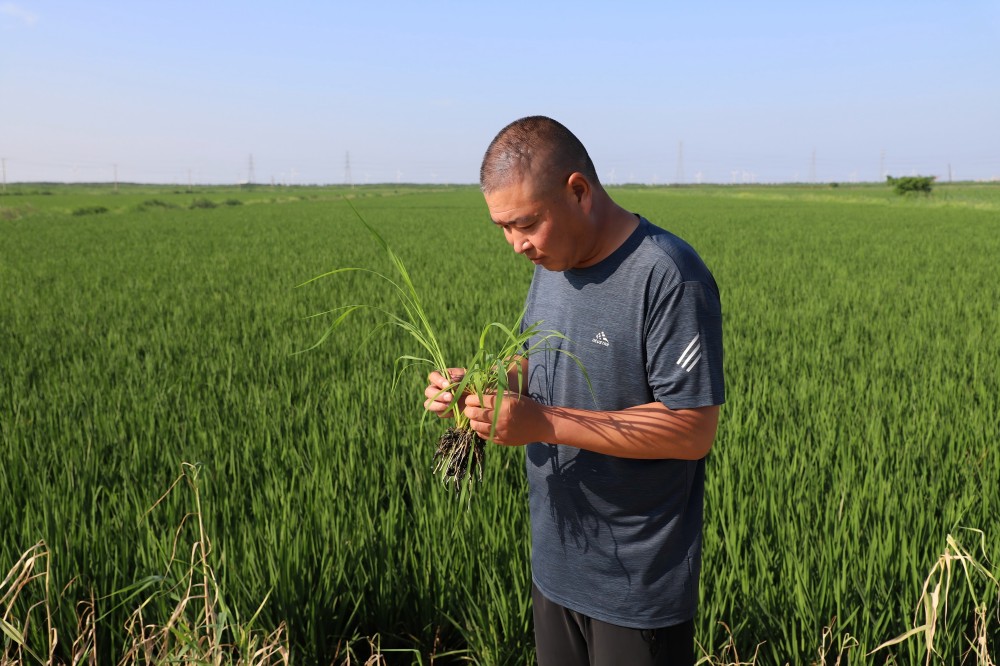 田間管護(hù)忙(1)